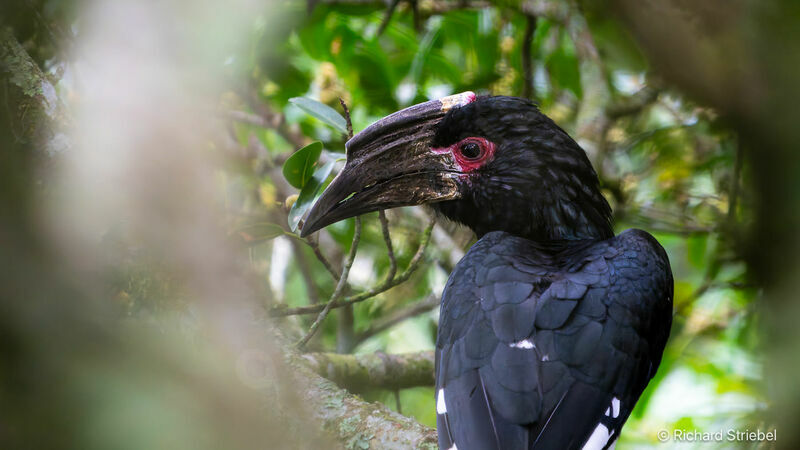 Trumpeter Hornbill