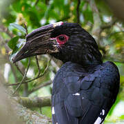 Trumpeter Hornbill