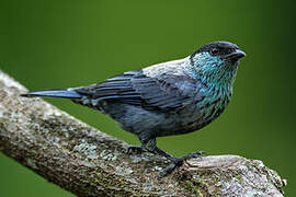 Black-capped Tanager