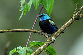 Blue-necked Tanager