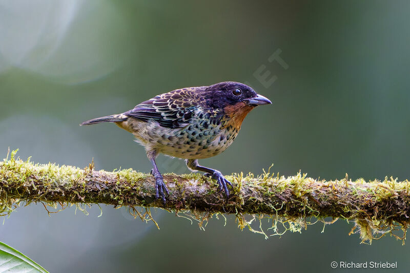 Rufous-throated Tanager