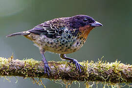 Rufous-throated Tanager