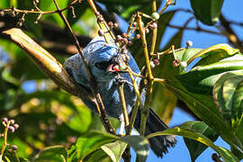 Blue-and-black Tanager