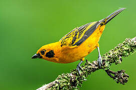 Golden Tanager