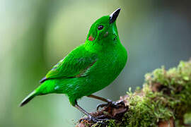 Glistening-green Tanager