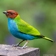 Bay-headed Tanager