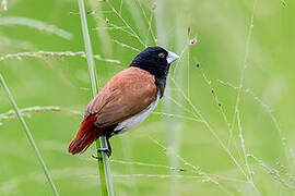 Tricolored Munia