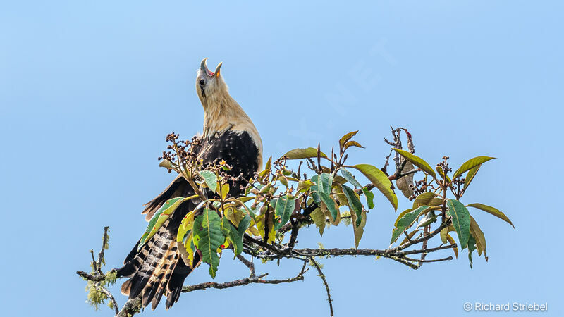 Caracara à tête jaune