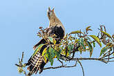 Caracara à tête jaune