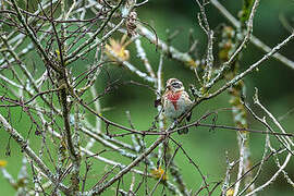 Rose-breasted Grosbeak