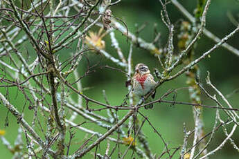 Cardinal à poitrine rose