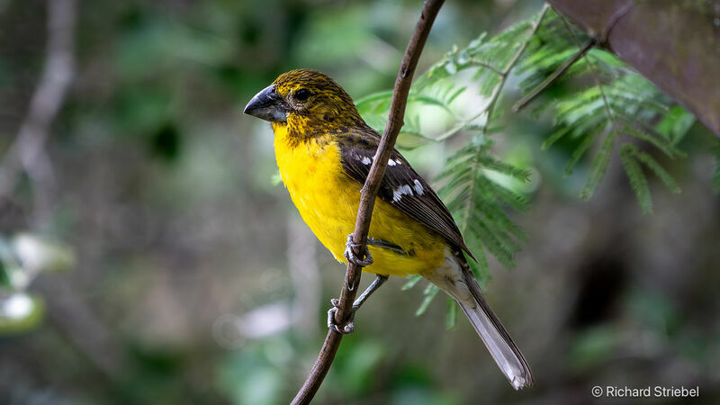 Golden Grosbeak female adult