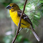 Cardinal à tête jaune