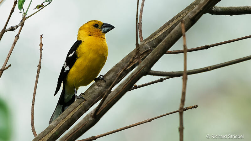 Golden Grosbeak male adult