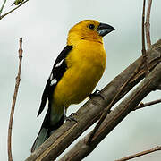 Golden Grosbeak