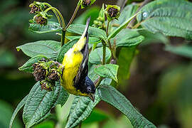 Lesser Goldfinch