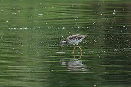 Lesser Yellowlegs