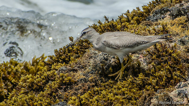 Grey-tailed Tattler