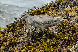 Grey-tailed Tattler