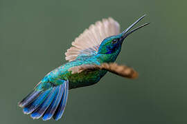 Sparkling Violetear