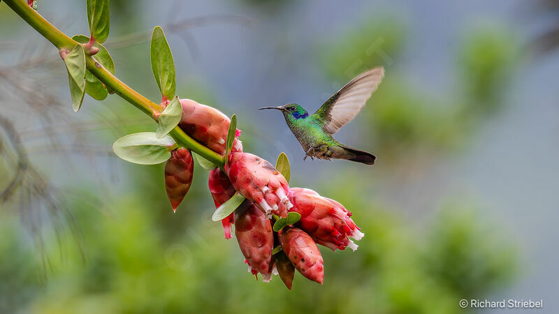 Colibri cyanote