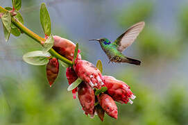 Colibri cyanote