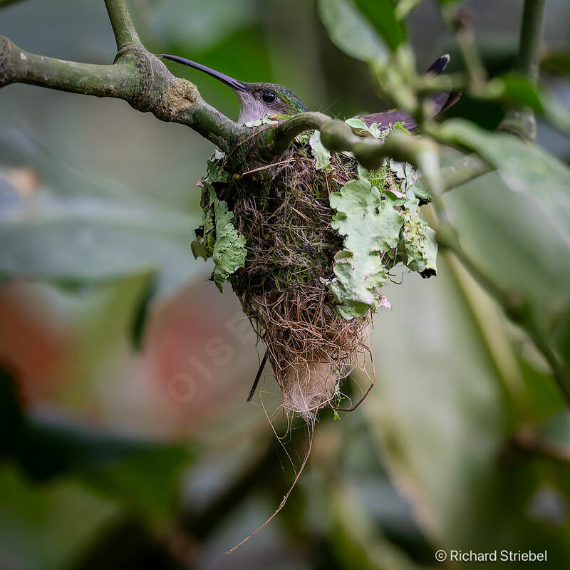 White-vented Plumeleteer