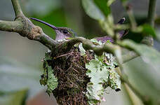 Colibri de Buffon