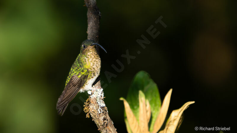 Colibri de Lafresnaye femelle adulte