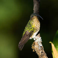 Colibri de Lafresnaye