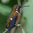 Colibri de Mulsant