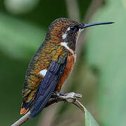 White-bellied Woodstar