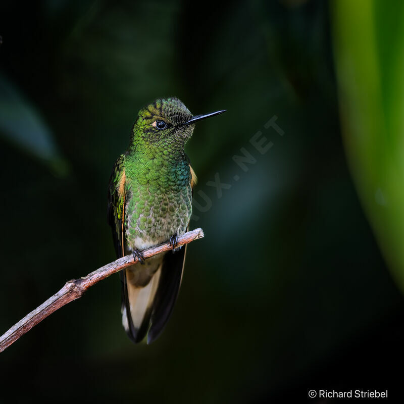 Colibri flavescent