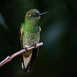 Colibri flavescent