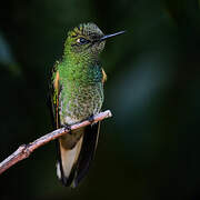 Buff-tailed Coronet