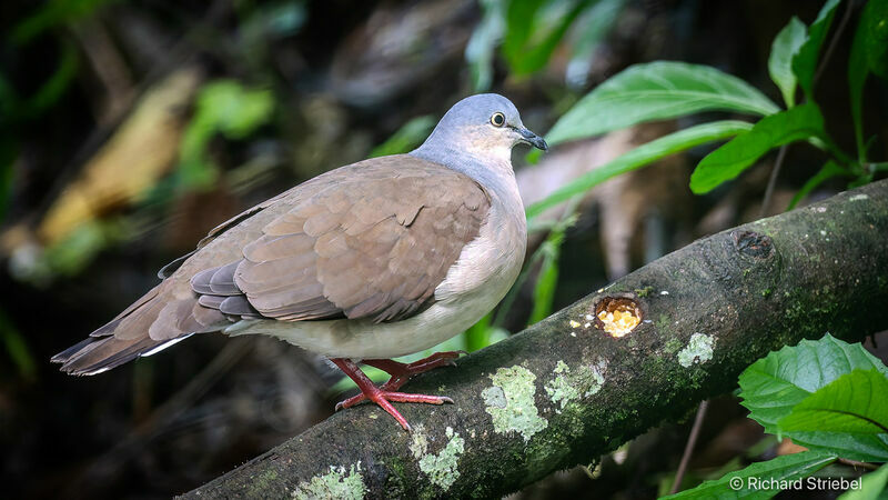 Grey-headed Dove