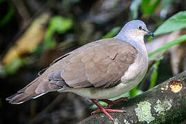 Grey-headed Dove