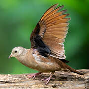 Ruddy Ground Dove