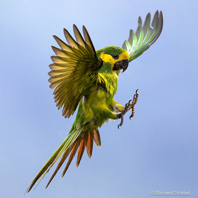 Conure à joues d'or