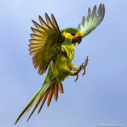 Conure à joues d'or