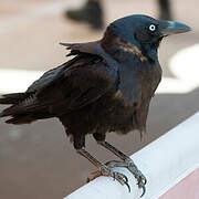 Corbeau d'Australie