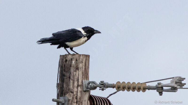 Corbeau pie