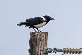 Pied Crow