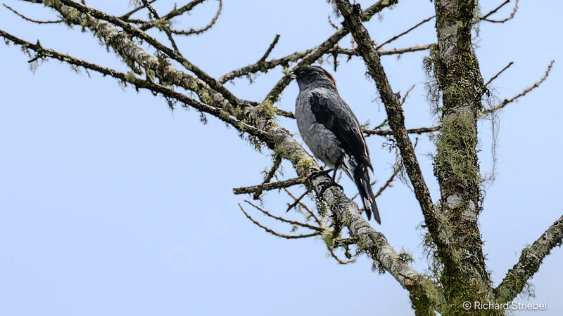 Red-crested Cotinga