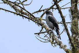 Red-crested Cotinga