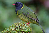 Cotinga vert et noir