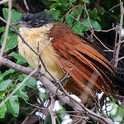 Burchell's Coucal