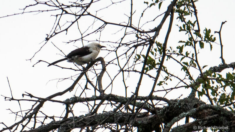 Southern Pied Babbler