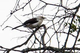 Southern Pied Babbler