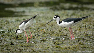 Black-necked Stilt